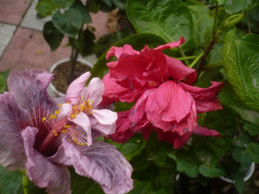 P1510209 - HIBISCUSI 2021-4
