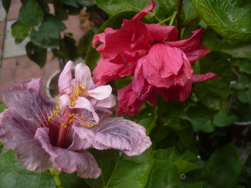 P1510210 - HIBISCUSI 2021-4