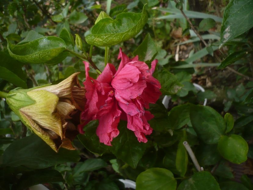 P1510211 - HIBISCUSI 2021-4