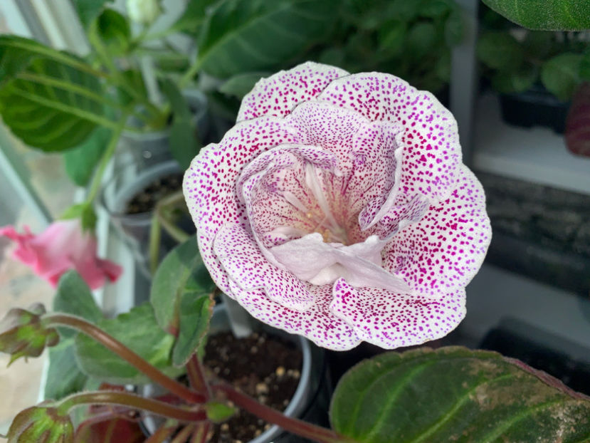  - Gloxinia 2021
