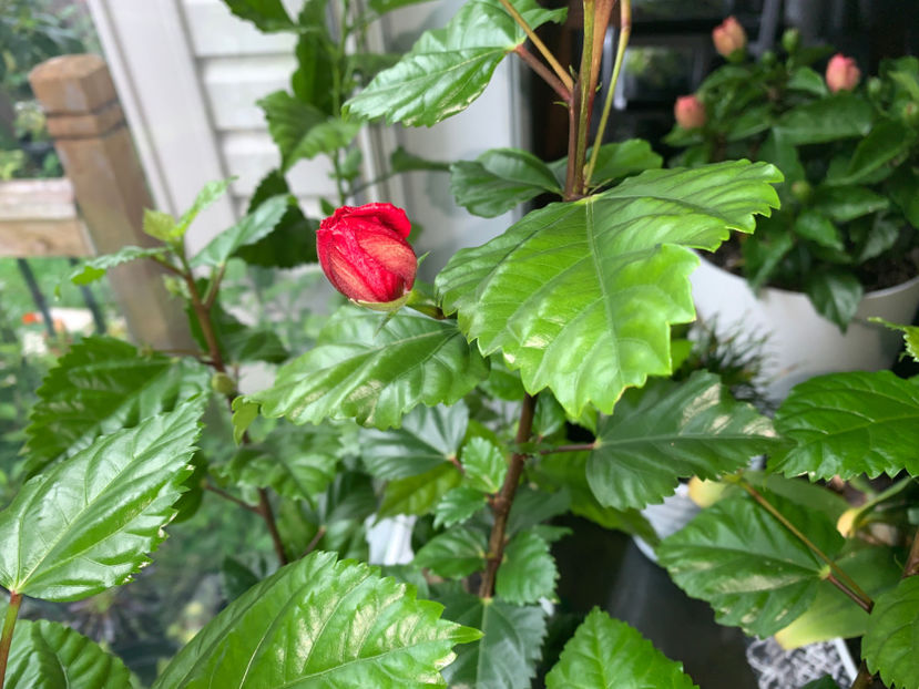 Pride of Hankins, prima floare... daca reuseste!  :) - Plante de interior 2021