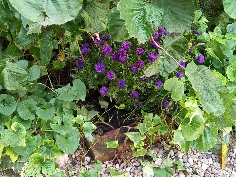  - Grădina 2021 continuare 2