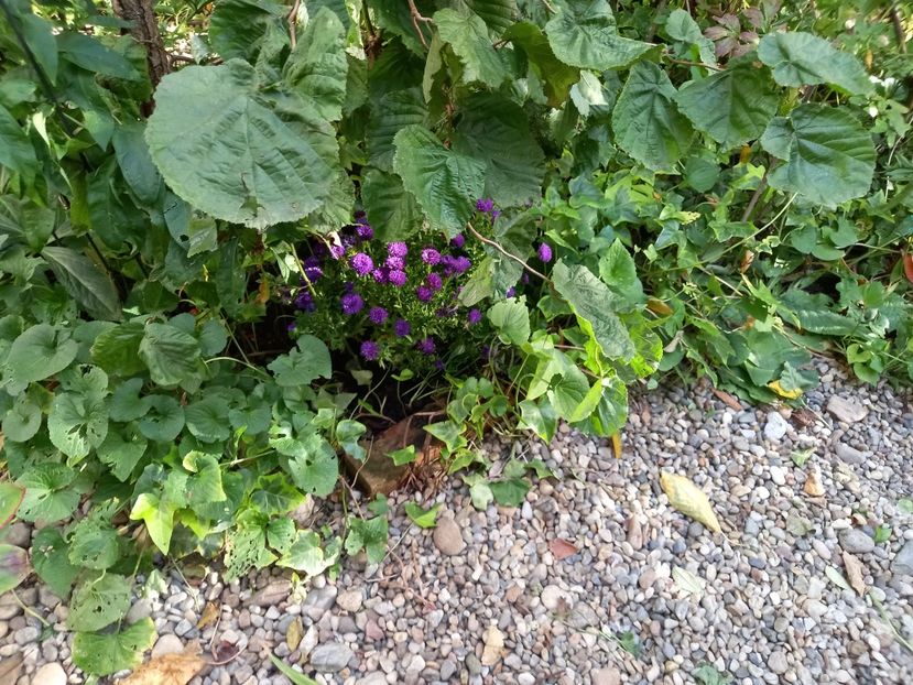  - Grădina 2021 continuare 2