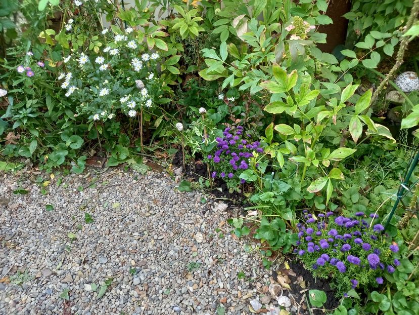  - Grădina 2021 continuare 2