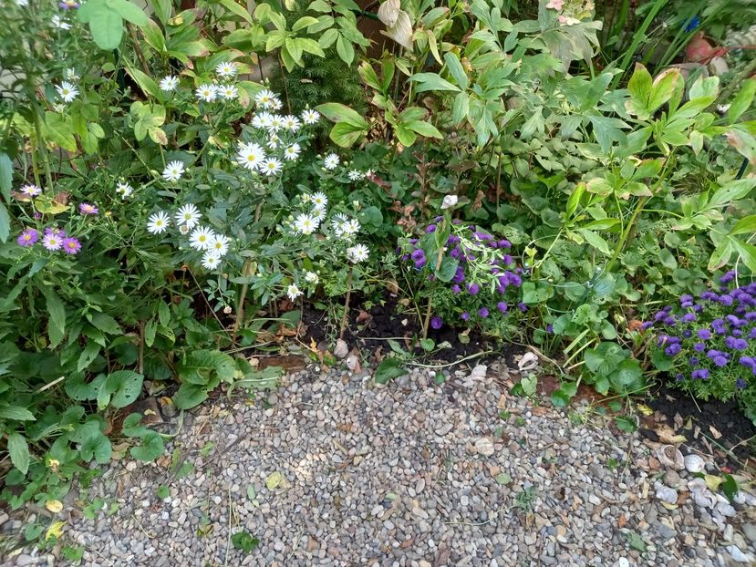  - Grădina 2021 continuare 2