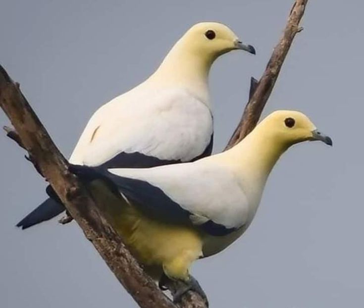  - Nu îmi aparțin 3