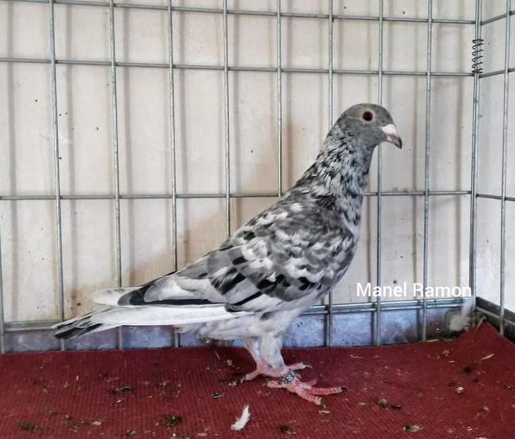  - Nu îmi aparțin 3