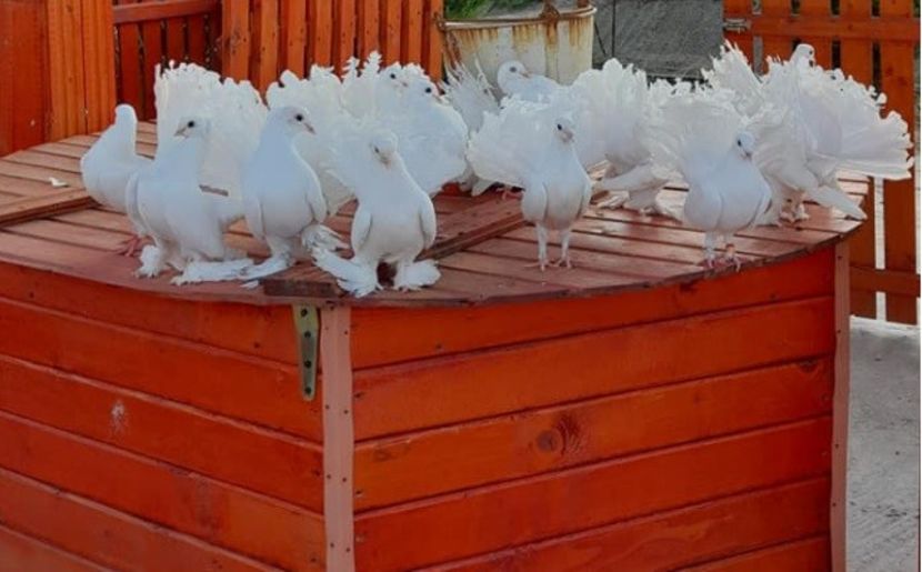 Porumbei albi nunta in Mehedinți - Porumbei pentru nuntă Drobeta Turnu Severin Mehedinți