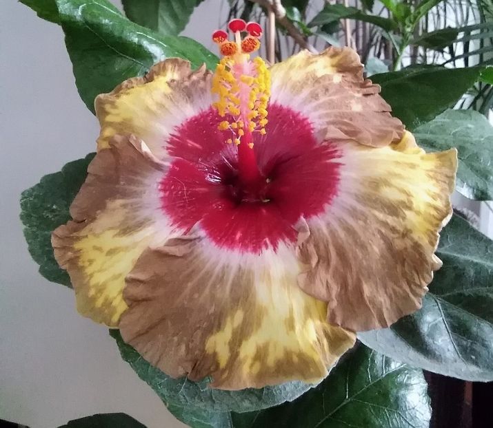  - Hibiscus Shiva