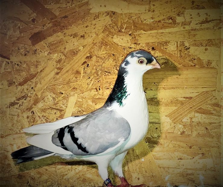 femelă  2018 - 0000001 prin voliere