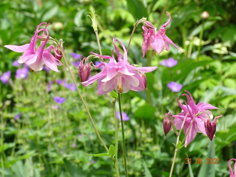  - Aquilegia 2021