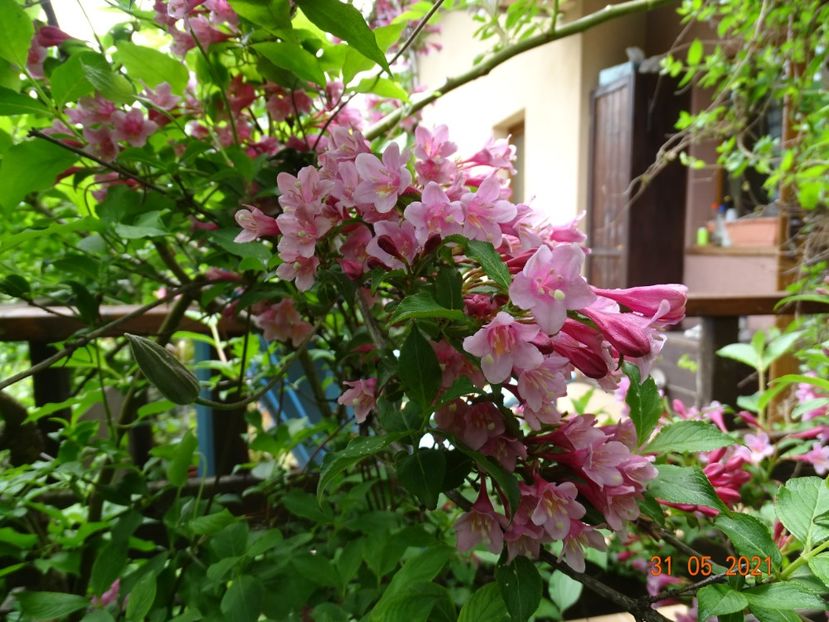  - Copacei si arbusti 2021