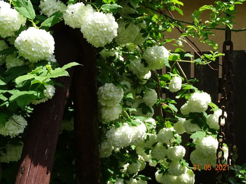  - Copacei si arbusti 2021