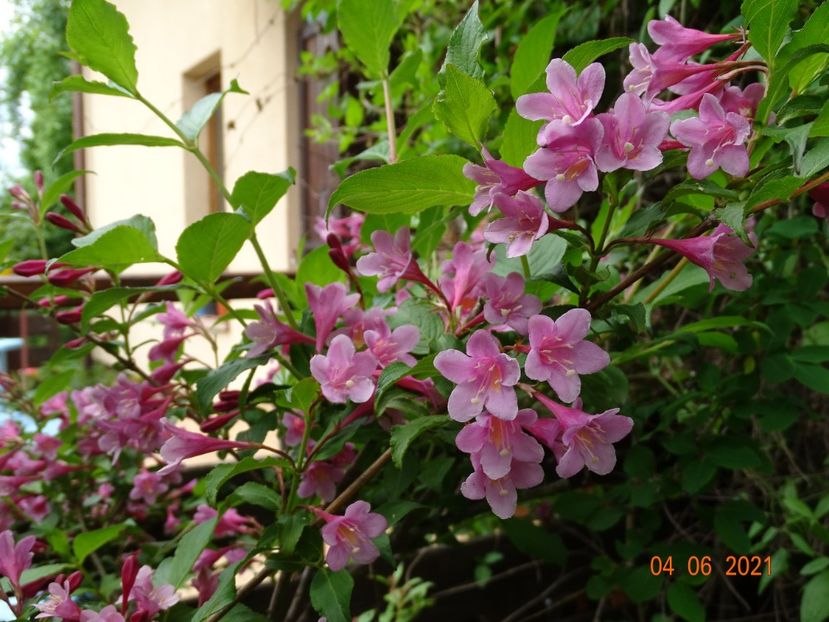  - Copacei si arbusti 2021