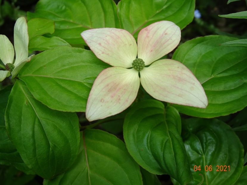  - Copacei si arbusti 2021