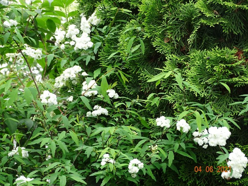  - Copacei si arbusti 2021