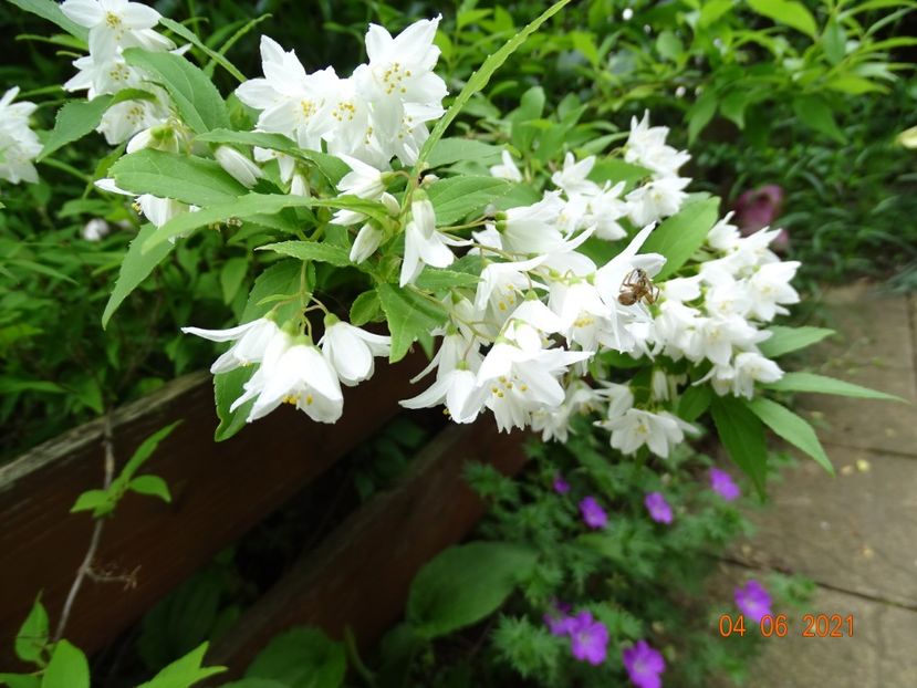  - Copacei si arbusti 2021