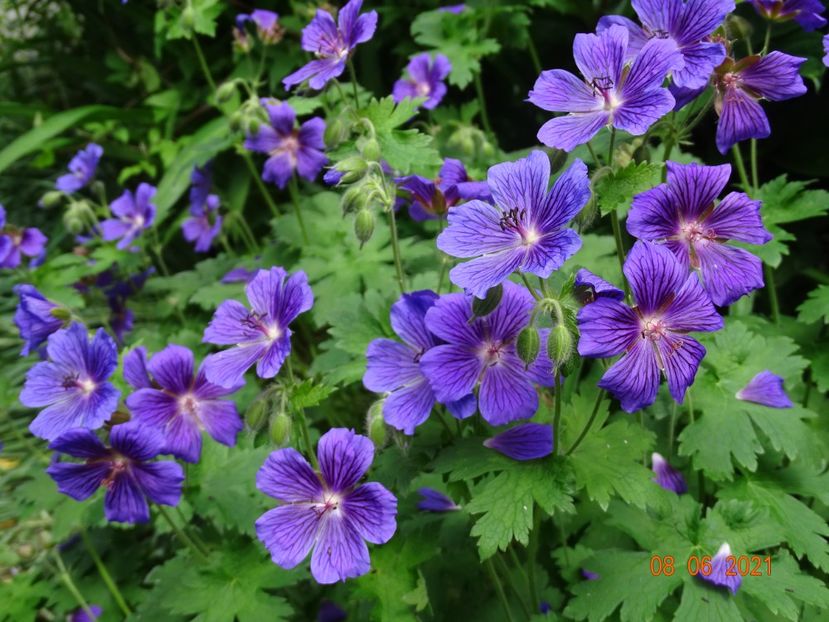  - Geranium 2021