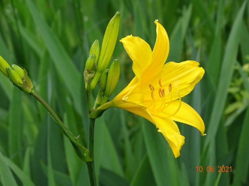  - Hemerocallis 2021