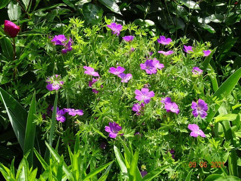 - Geranium 2021