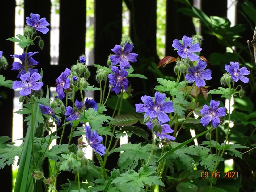  - Geranium 2021