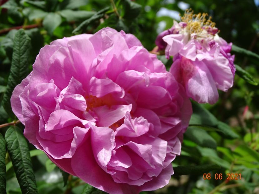  - Trandafiri 2021 -C