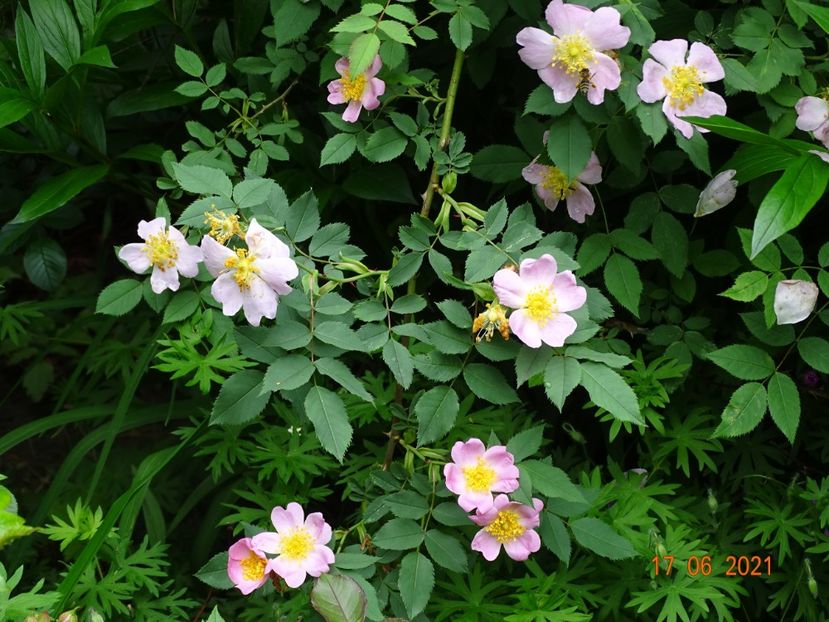  - Trandafiri 2021 -C