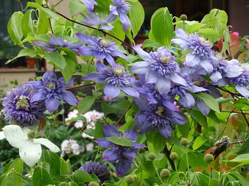  - Clematite 2021