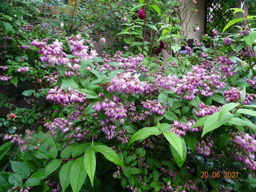  - Copacei si arbusti 2021