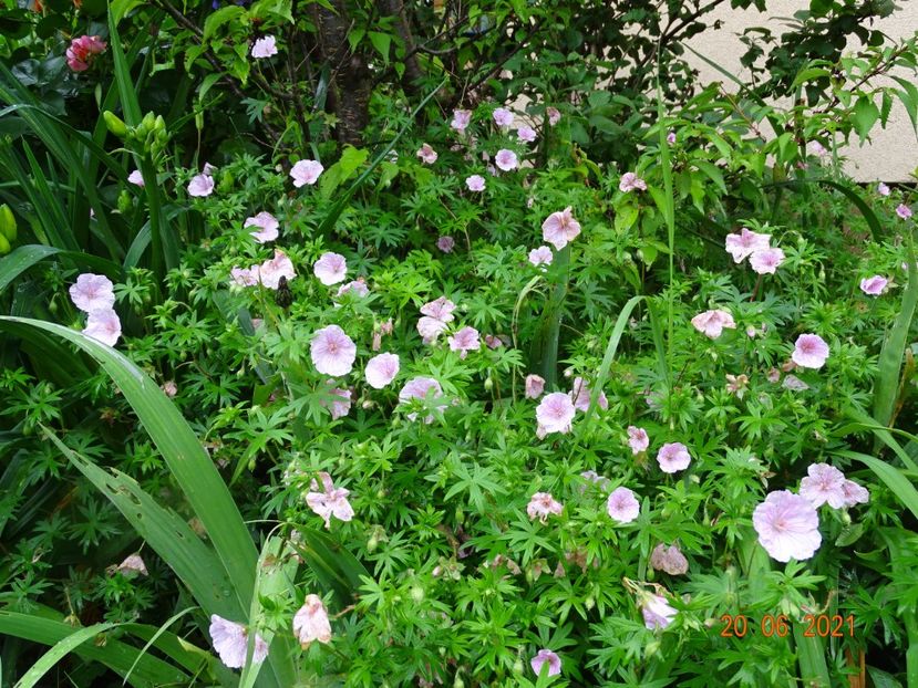  - Geranium 2021