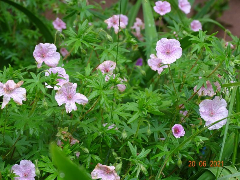  - Geranium 2021