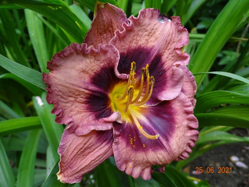  - Hemerocallis 2021