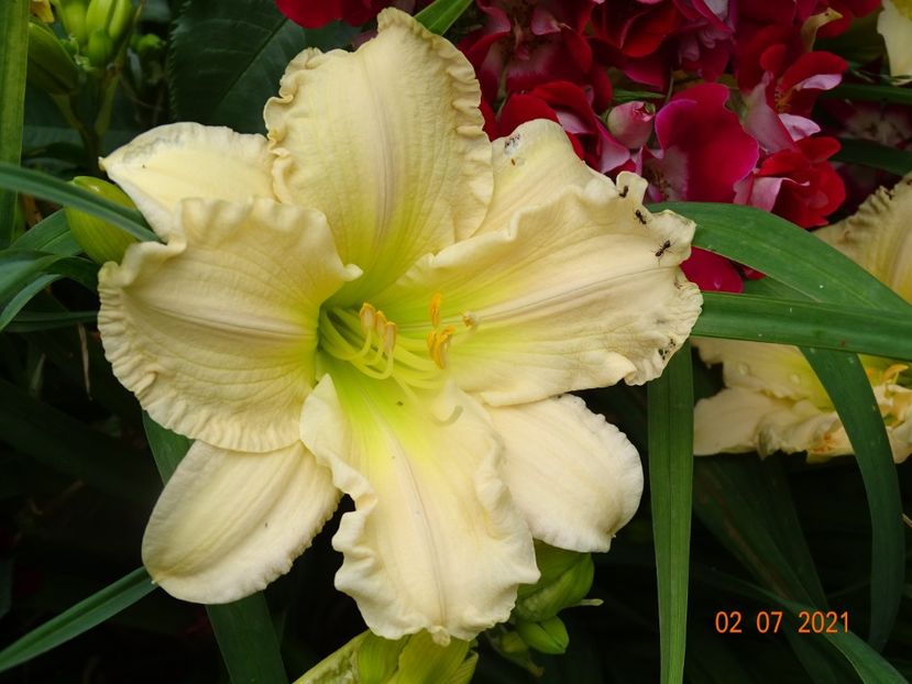  - Hemerocallis 2021