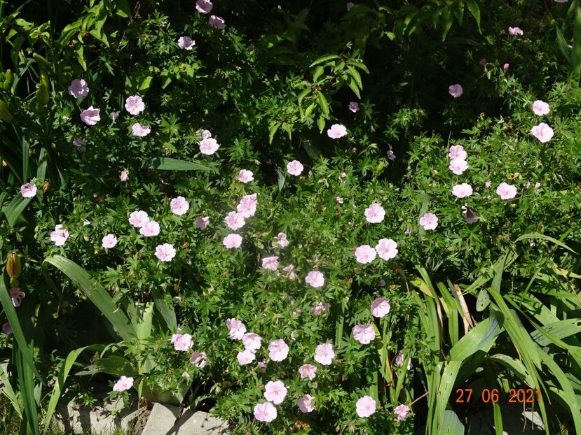  - Geranium 2021