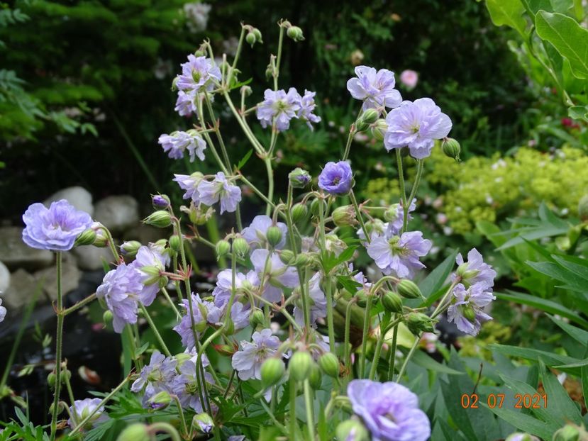  - Geranium 2021