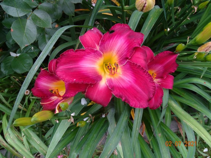  - Hemerocallis 2021