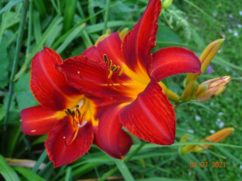  - Hemerocallis 2021