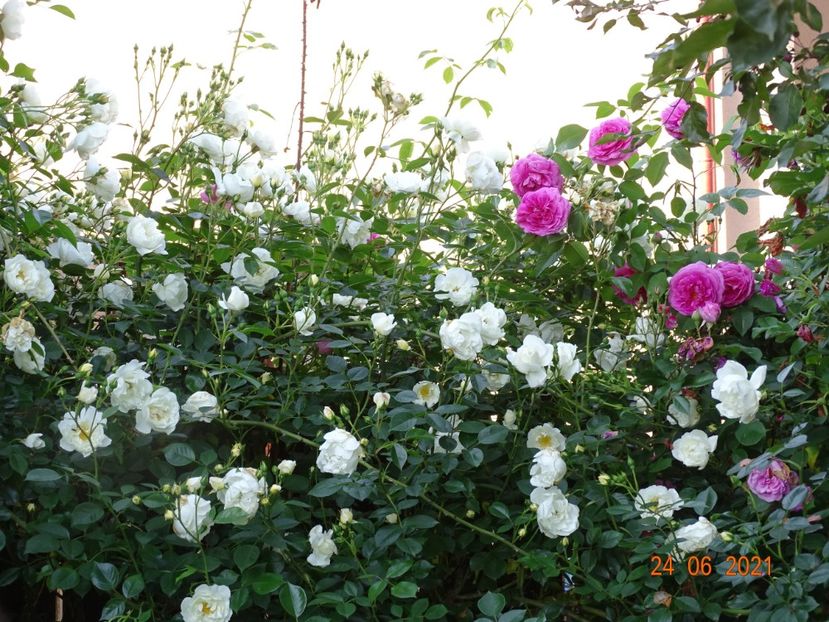  - Trandafiri 2021 -C