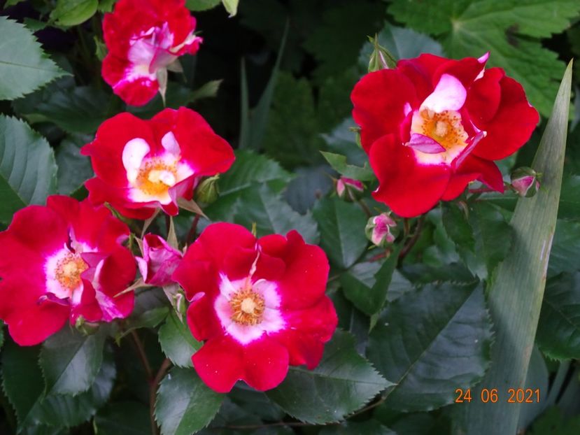  - Trandafiri 2021 -C