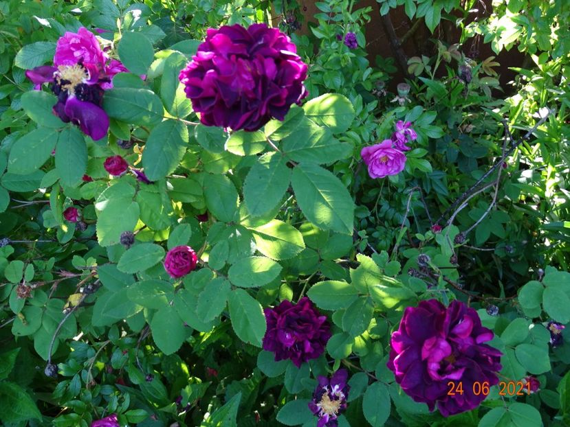  - Trandafiri 2021 -C