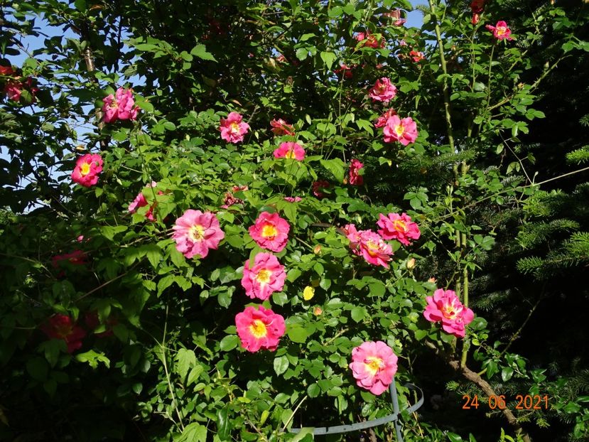  - Trandafiri 2021 -C