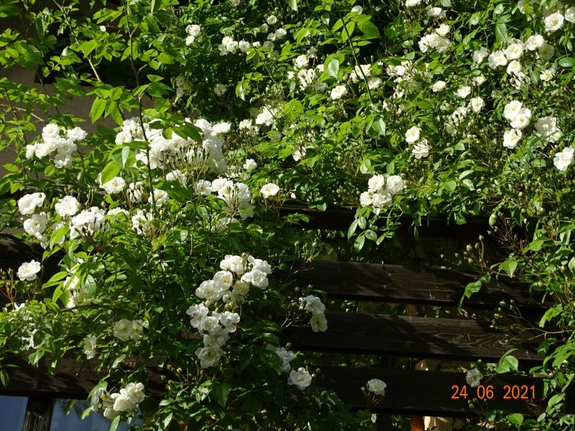  - Trandafiri 2021 -C