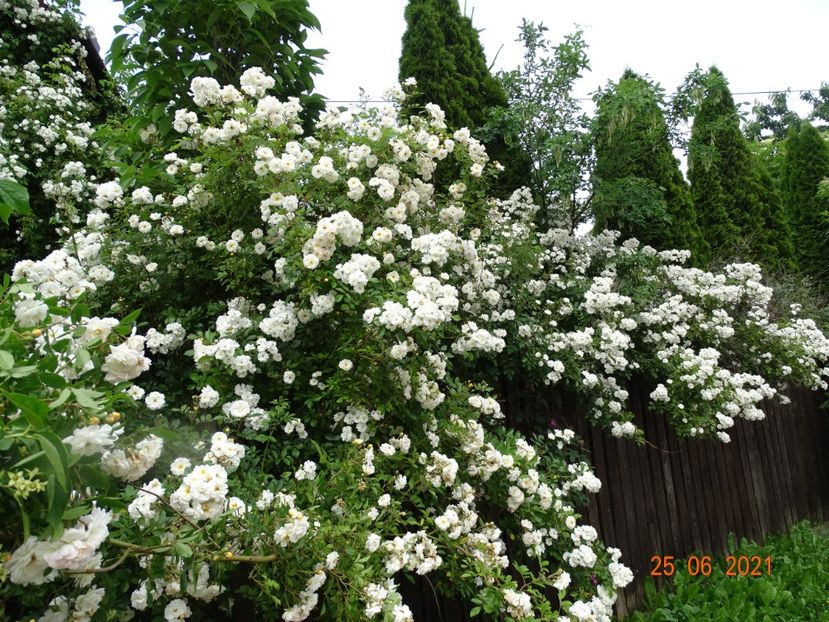  - Trandafiri 2021 -C
