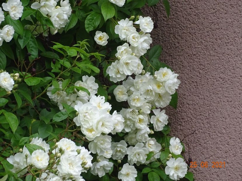  - Trandafiri 2021 -C