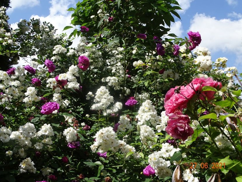  - Trandafiri 2021 -C