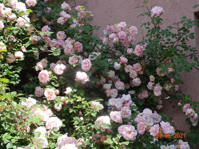  - Trandafiri 2021 -C