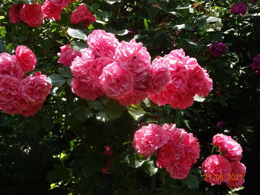  - Trandafiri 2021 -C