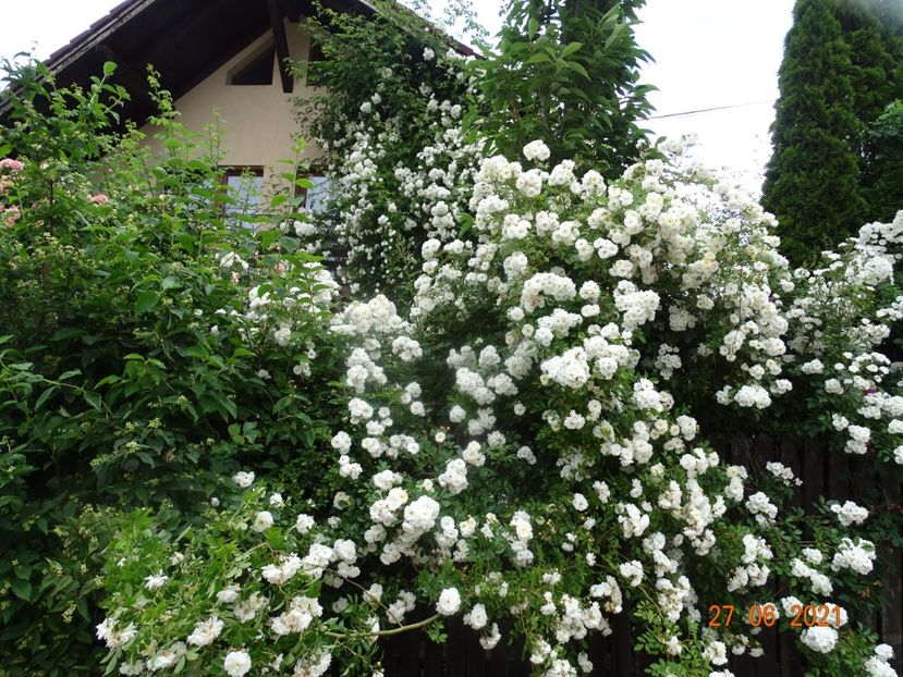  - Trandafiri 2021 -C