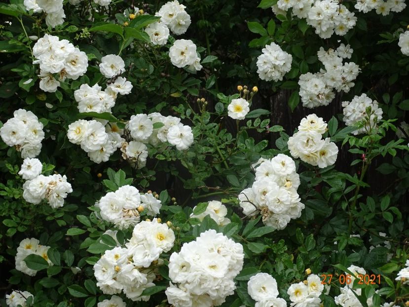 - Trandafiri 2021 -C