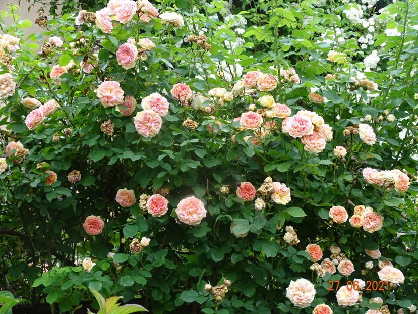  - Trandafiri 2021 -C